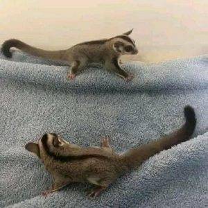 Sugar gliders for sale in fort worth Texas