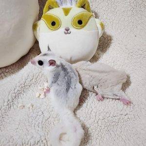 how much is a sugar gliders
